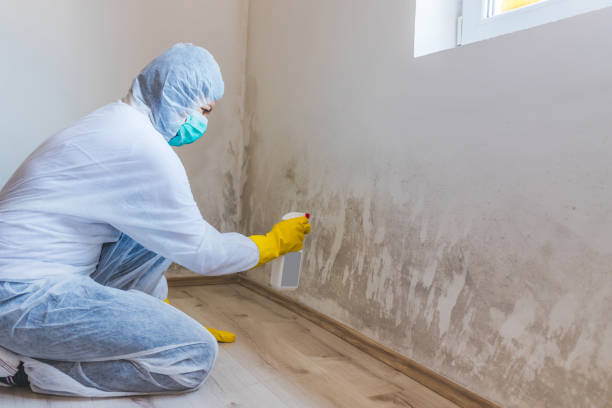 Licensed Basement Mold Remediation service in Federal Way, WA - WQB Mold Removal