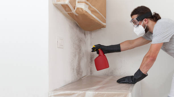 Professional Basement Mold Remediation technician working in Federal Way, WA