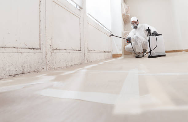 24/7 Emergency Basement Mold Remediation experts in Federal Way, WA