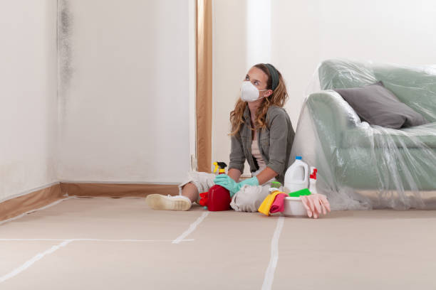 Reliable Basement Mold Remediation contractor in Federal Way, WA by WQB Mold Removal