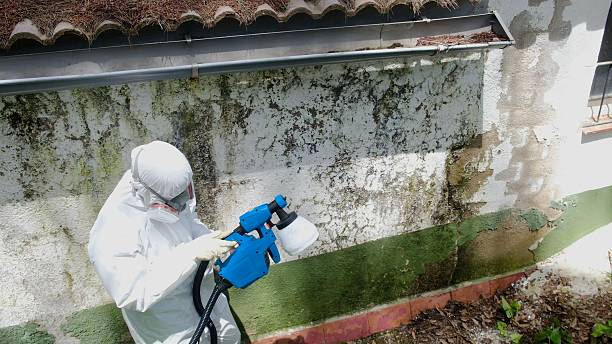 Top rated local Basement Mold Remediation specialists in Federal Way, WA